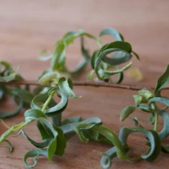 Corkscrew Willow Tree -Perennials Shop Corkscrew Willow 2