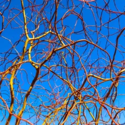 Corkscrew Willow Tree -Perennials Shop Corkscrew Willow 6