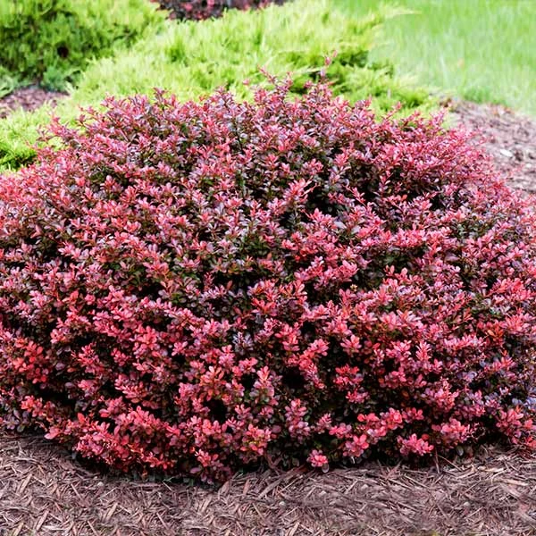 Crimson Pygmy Barberry Shrub 2 Crimson Pygmy Barberry Shrub - Image 2