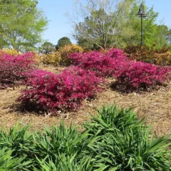 Crimson Fire™ Loropetalum 6 Crimson Fire™ Loropetalum -Perennials Shop Crimson Fire Loropetalum 1
