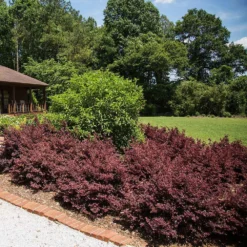 Crimson Fire™ Loropetalum 7 Crimson Fire™ Loropetalum -Perennials Shop Crimson Fire Loropetalum 3