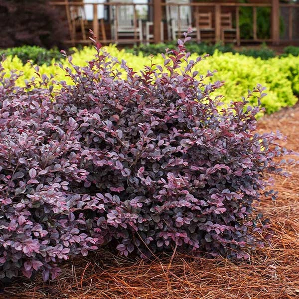 Crimson Fire™ Loropetalum 1 Crimson Fire™ Loropetalum