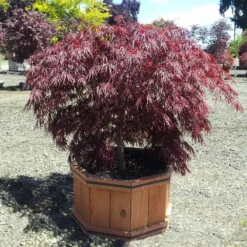 Crimson Queen Japanese Maple 7 Crimson Queen Japanese Maple -Perennials Shop Crimson Queen Japanese Maple 1
