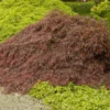 Crimson Queen Japanese Maple