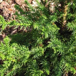 Black Dragon Cryptomeria 6 Black Dragon Cryptomeria -Perennials Shop Cryptomeria Black Dragon 3
