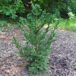 Black Dragon Cryptomeria 7 Black Dragon Cryptomeria -Perennials Shop Cryptomeria Black Dragon 4
