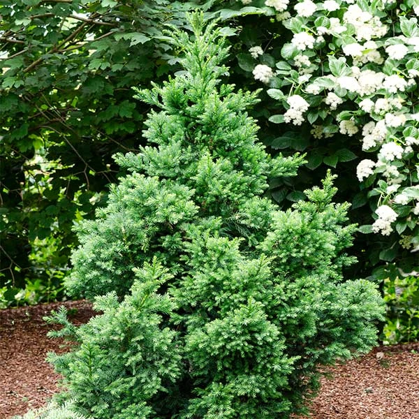 Black Dragon Cryptomeria 1 Black Dragon Cryptomeria