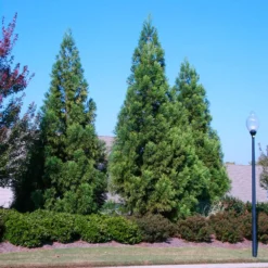 Cryptomeria Radicans 9 Cryptomeria Radicans -Perennials Shop Cryptomeria Radicans 2