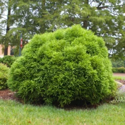 Cryptomeria 'Globosa Nana' Shrub 10 Cryptomeria 'Globosa Nana' Shrub -Perennials Shop Cryptomeria Radicans 3