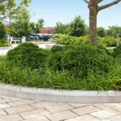 Cryptomeria 'Globosa Nana' Shrub 11 Cryptomeria 'Globosa Nana' Shrub -Perennials Shop Cryptomeria Radicans 5 1b1b9abd 7f86 4bef bc80 cb1e72effa46