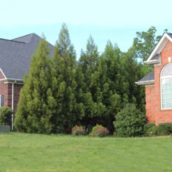 Cryptomeria Radicans 12 Cryptomeria Radicans -Perennials Shop Cryptomeria Radicans 6