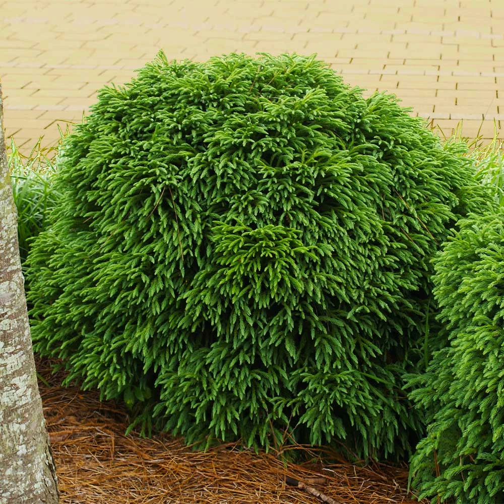 Cryptomeria 'Globosa Nana' Shrub 2 Cryptomeria 'Globosa Nana' Shrub - Image 2