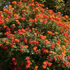 Dallas Red Lantana 8 Dallas Red Lantana -Perennials Shop Dallas Red lantana 2