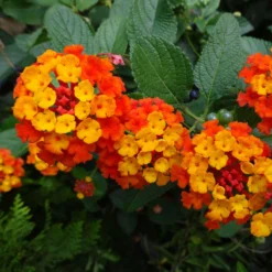 Dallas Red Lantana 9 Dallas Red Lantana -Perennials Shop Dallas Red lantana 4