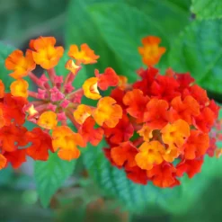 Dallas Red Lantana 7 Dallas Red Lantana -Perennials Shop Dallas Red lantana 7 FGTjpg