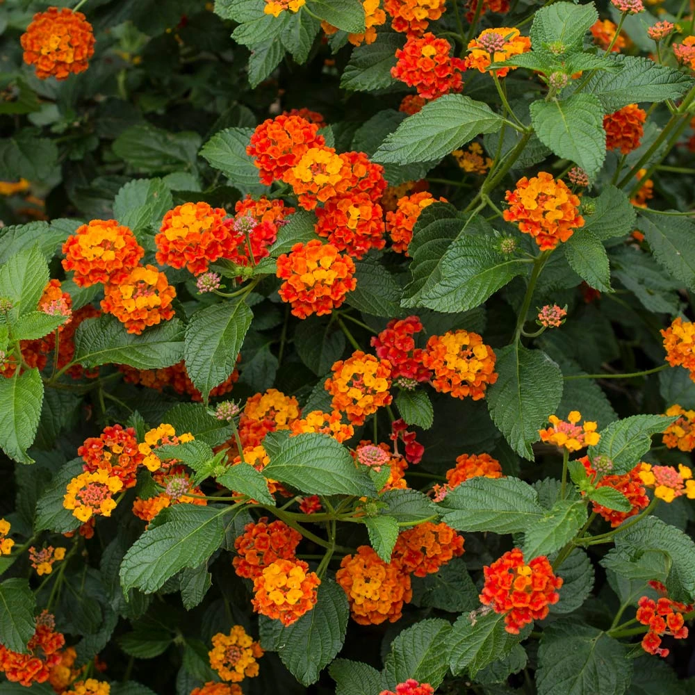 Dallas Red Lantana 2 Dallas Red Lantana - Image 2