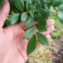 DannaSpire Columnar Elm Tree 8 DannaSpire Columnar Elm Tree -Perennials Shop Danaspire Elm 2