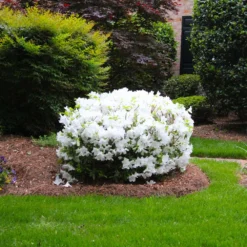 Delaware Valley White Azalea -Perennials Shop Delaware Valley Azalea FGT 2