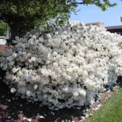 Delaware Valley White Azalea -Perennials Shop Delaware Valley Azalea FGT 3
