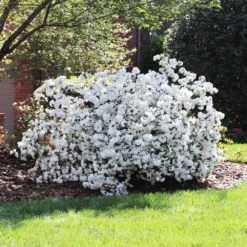 Delaware Valley White Azalea -Perennials Shop Delaware Valley Azalea FGT 4