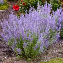 Denim 'n Lace Russian Sage 6 Denim 'n Lace Russian Sage -Perennials Shop DenimandLace Sage 2 FGT