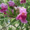 Bubba Jones Desert Willow