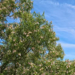 Bubba Desert Willow -Perennials Shop Desert Willow Bubba 1