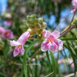 Bubba Desert Willow -Perennials Shop Desert Willow Bubba 2