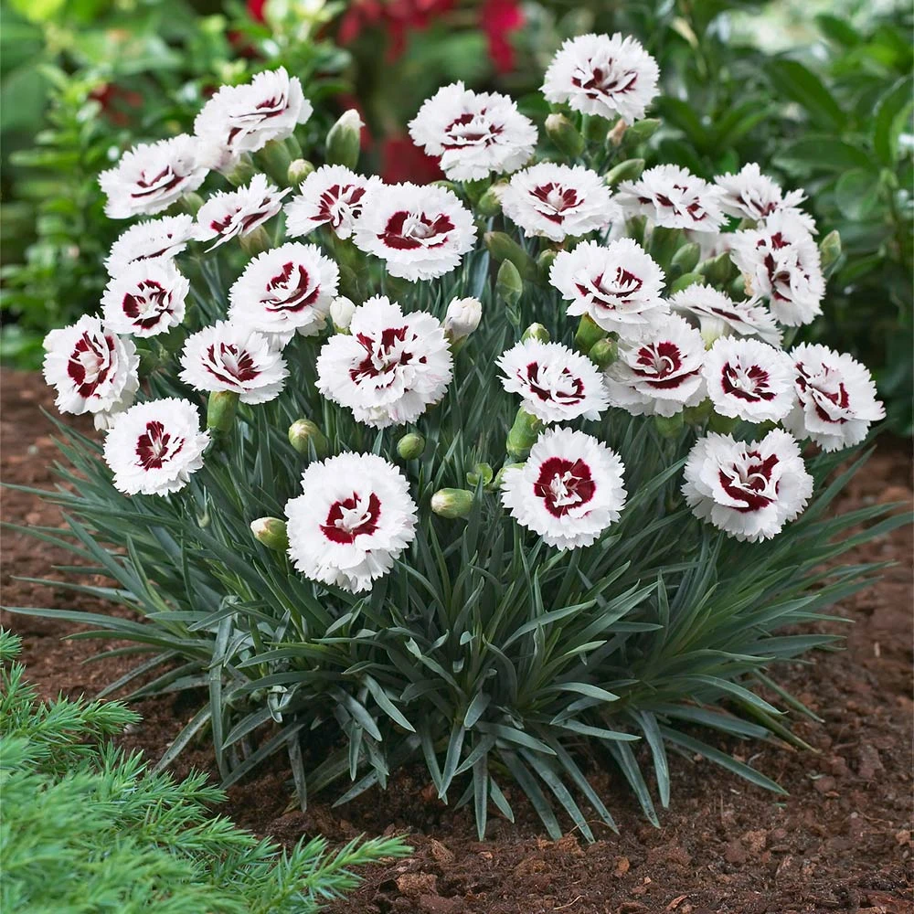 Scent First® Coconut Surprise Dianthus Plant 2 Scent First® Coconut Surprise Dianthus Plant - Image 2
