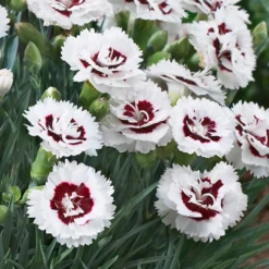 Scent First® Coconut Surprise Dianthus Plant 5 Scent First® Coconut Surprise Dianthus Plant -Perennials Shop Dianthus Coconut Sundae 2