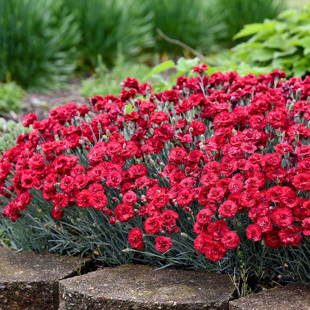 Fruit Punch® ‘Maraschino’ Dianthus 2 Fruit Punch® ‘Maraschino’ Dianthus - Image 2