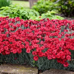 Fruit Punch® ‘Maraschino’ Dianthus 6 Fruit Punch® ‘Maraschino’ Dianthus -Perennials Shop Dianthus Fruit Punch 2