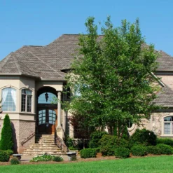 Dura Heat® River Birch -Perennials Shop Dura Heat River Birch 1