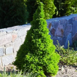 Dwarf Alberta Spruce -Perennials Shop Dwarf ALberta ALberta Spruce 3 FGT