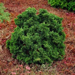 Dwarf Hinoki Cypress Shrub 8 Dwarf Hinoki Cypress Shrub -Perennials Shop Dwarf Hinoki Cypress 1