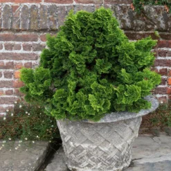 Dwarf Hinoki Cypress Shrub 9 Dwarf Hinoki Cypress Shrub -Perennials Shop Dwarf Hinoki Cypress 2