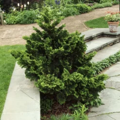 Dwarf Hinoki Cypress Shrub 7 Dwarf Hinoki Cypress Shrub -Perennials Shop Dwarf Hinoki Cypress 3