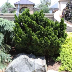 New Arrival 21 Dwarf Hinoki Cypress Shrub