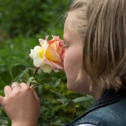 Euphoria® Rose Shrub -Perennials Shop EUphoria Rose Tree 1