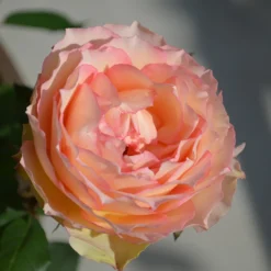Euphoria® Rose Shrub -Perennials Shop EUphoria Rose Tree 2