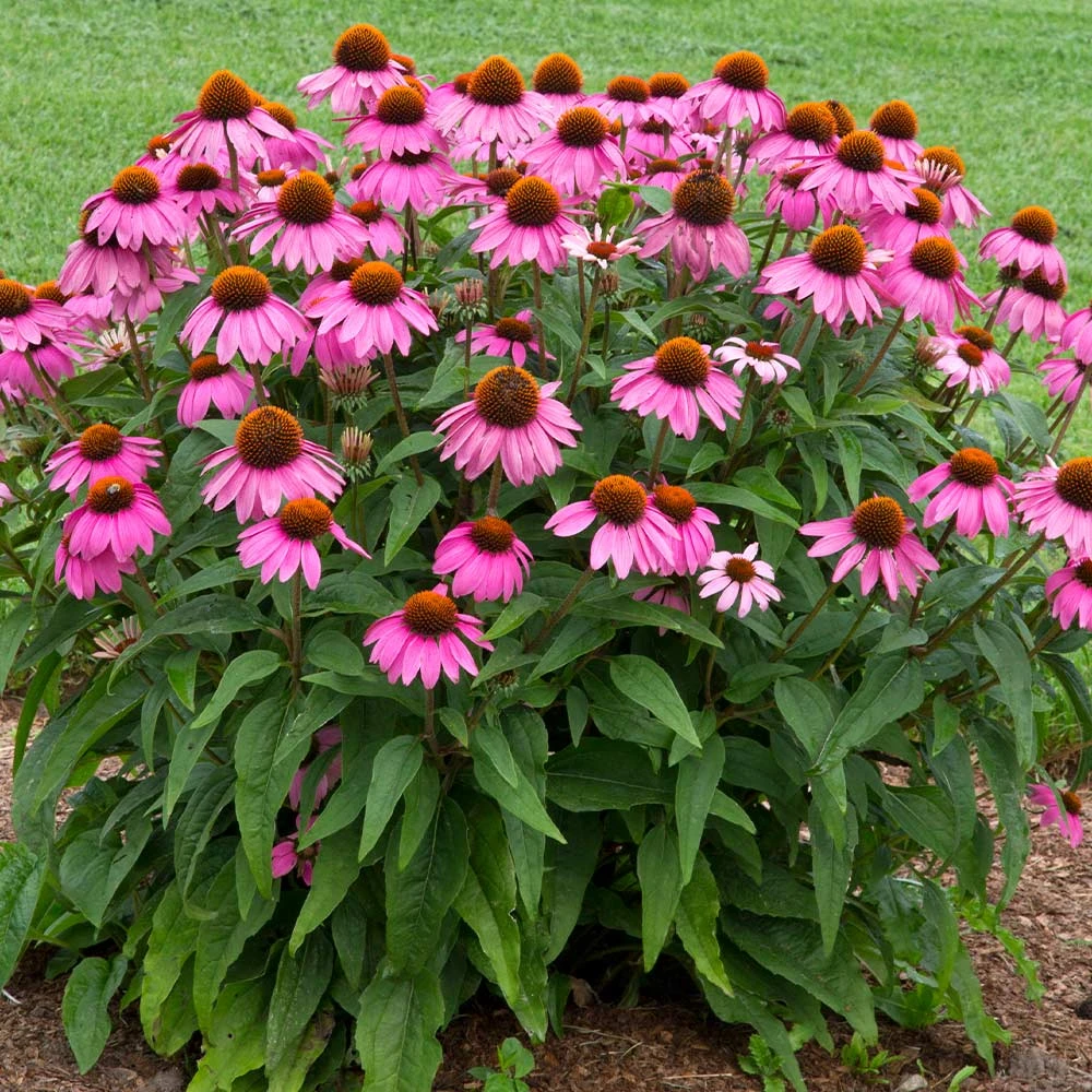 PowWow® Wild Berry Coneflower (Echinacea) 3 PowWow® Wild Berry Coneflower (Echinacea) - Image 3