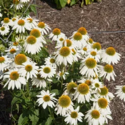 PowWow® White Coneflower (Echinacea) 5 PowWow® White Coneflower (Echinacea) -Perennials Shop Echinacea PowWow WHite 2
