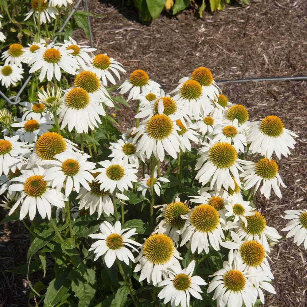 PowWow® White Coneflower (Echinacea) 3 PowWow® White Coneflower (Echinacea) - Image 3