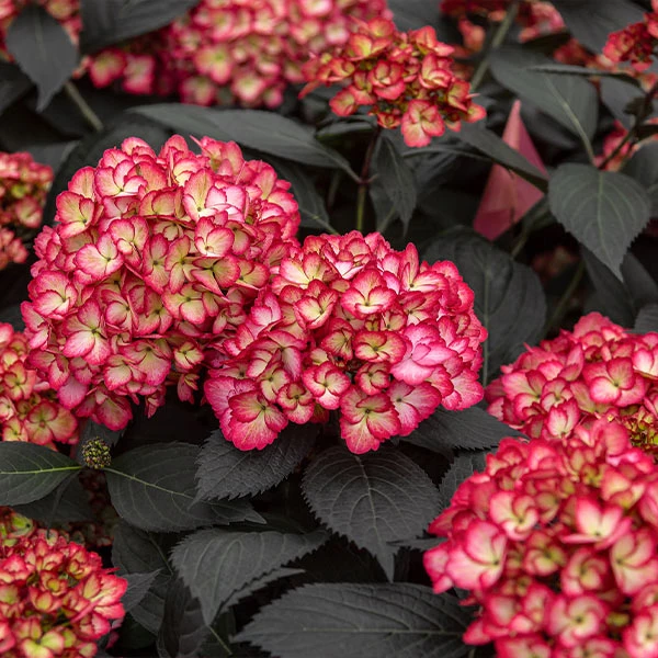 Eclipse® Bigleaf Hydrangea 1 Eclipse® Bigleaf Hydrangea