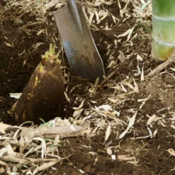 Edible Bamboo Plant 7 Edible Bamboo Plant -Perennials Shop Edible Bamboo 5 FGT