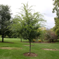 Emerald Flair Elm Tree 5 Emerald Flair Elm Tree -Perennials Shop Emerald Flair 1