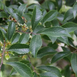 Emerald Flair Elm Tree 6 Emerald Flair Elm Tree -Perennials Shop Emerald Flair 2