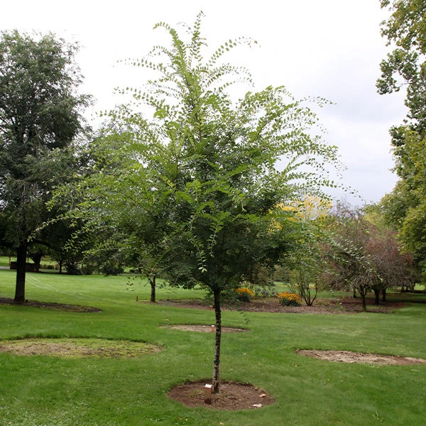 Emerald Flair Elm Tree 1 Emerald Flair Elm Tree