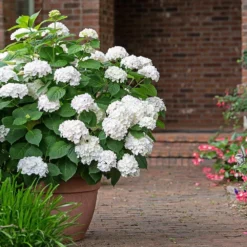 Endless Summer® Blushing Bride Bigleaf Hydrangea Shrub -Perennials Shop Endless Summer Blushing Bride 3 FGT