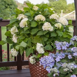 Endless Summer® Blushing Bride Bigleaf Hydrangea Shrub -Perennials Shop Endless Summer Blushing Bride 5